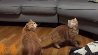 Watch These Cats Become Completely Hypnotized By Some Bubbles