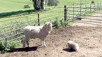 Watch As This Tiny Pekingese Puppy Schools Larger Dogs At Sheep Herding