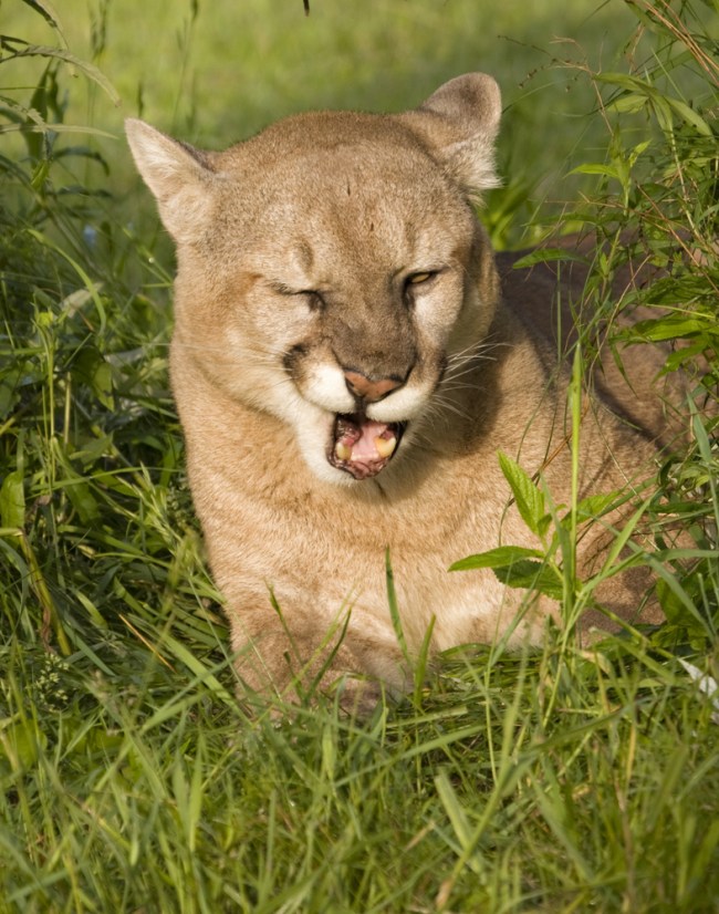 cougar (mountain lion) making disgusted face shutterstock_229506958