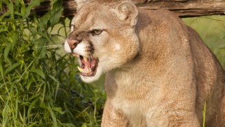 Man Wards Off TWO Cougars… While Filming It On His Cellphone