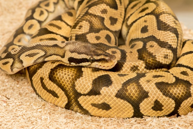 Thirsty snakes slither into Australian toilets as dry season bites, Snakes