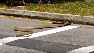 Watch What Happens When A Python Takes On A Cobra In A Streetfight