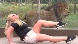 The Columbus Zoo Recreated Taylor Swift’s Latest Video With Real Wildlife