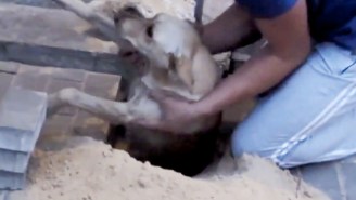Watch This Harrowing Rescue Of A Pregnant Dog Buried Alive Under A Paved Sidewalk