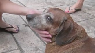 Meet Vincent, The Obese Dachshund Who Is Going On A Fitness Bender To Save His Life