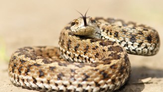 A Farmer Almost Lost His Penis After It Was Bit By A Venomous Snake While He Was Taking A Leak