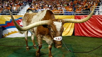 Texas Longhorns Mascot Bevo XIV Has Passed Away; Let’s Remember Happier Times