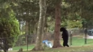 Meet Pedals, A Bear That Walks On Two Legs Like He’s People