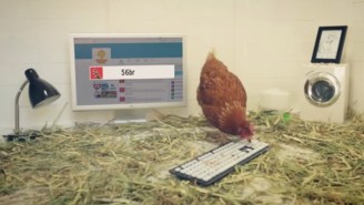 Meet Betty, The Chicken Who Is Running An Australian Restaurant’s Twitter Feed