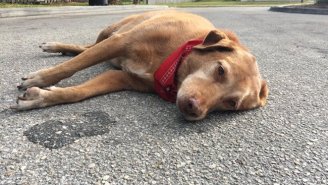 A Dog In Florida Waited In The Street For Hours In The Spot Where Their Owner Died