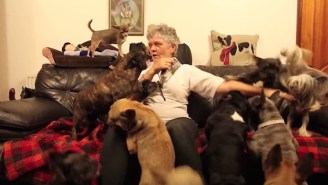 This Is Exactly What It’s Like To Live With 41 Dogs In Your House