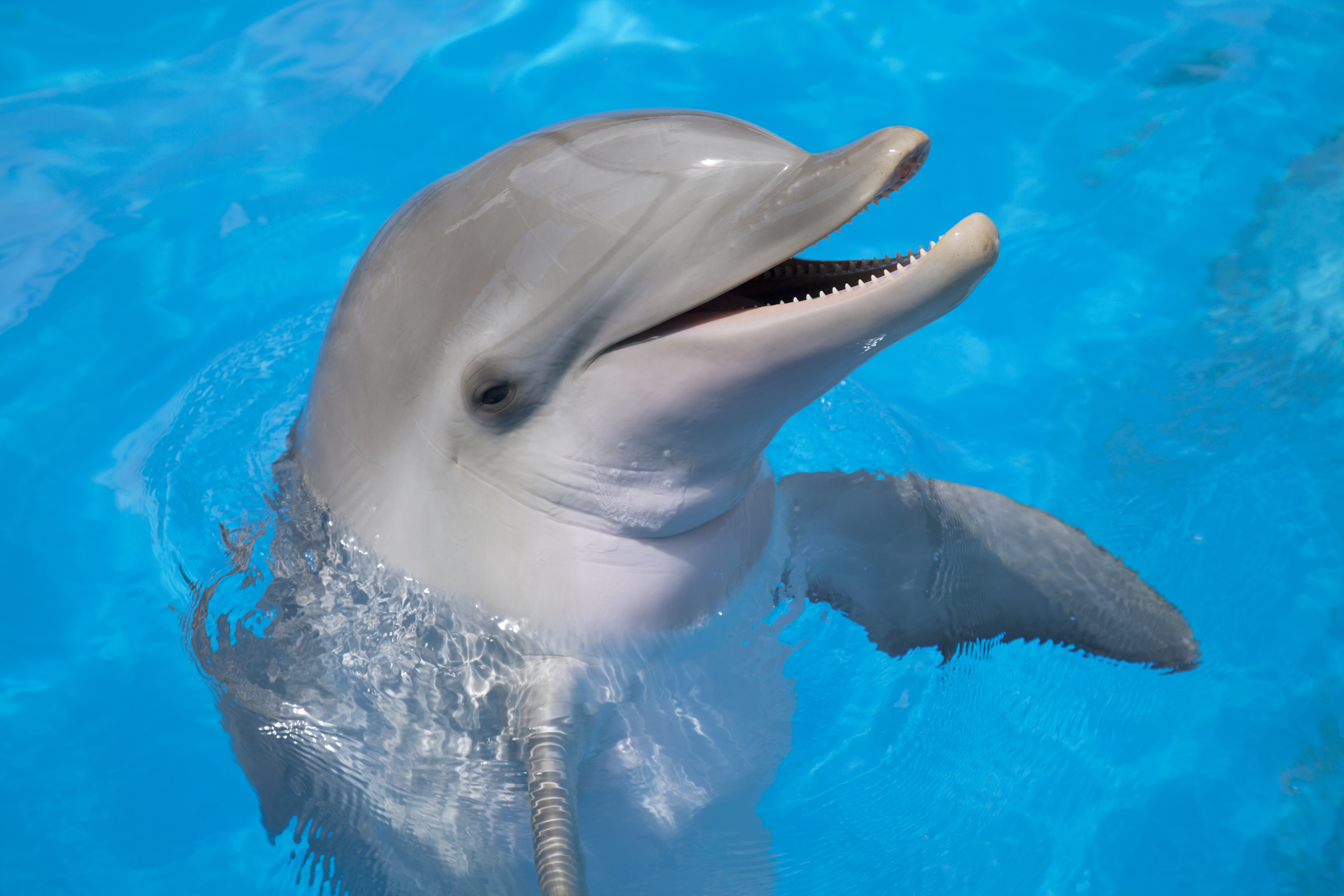 Hear animal. Дельфин-Афалина. Дельфины картинки. Дельфин фото. Милые дельфины.