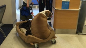 This Fat Dog Flies First Class, Is Better Than You