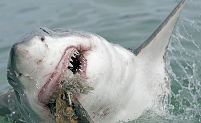 great white shark