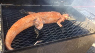 Check Out LSU Fans Grilling Up Some Alligator Before The Florida Game