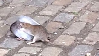 Watch This Rat Attack A Pigeon As Jaded Bystanders Narrate The Bitter End
