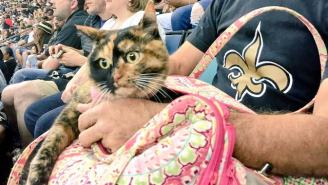 WHO CAT: Someone Brought A Cat To The Saints Game Thursday Night, Blowing Everyone’s Mind
