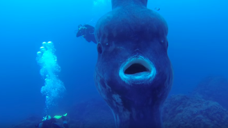 Watch These Divers Get A Surprise Visit From A Massive Sunfish