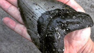 Megalodon Teeth Are Washing Up On North Carolina Shores