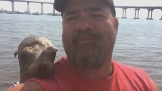 A Seal Decided To Jump On A Guy’s Boat And Become Best Friends