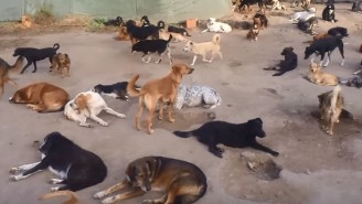 True Heaven Is 450 Rescued Dogs Playing Together On One Farm