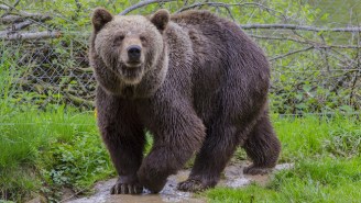 Meet The Bear Who Just Crashed A Montana High School’s Classes