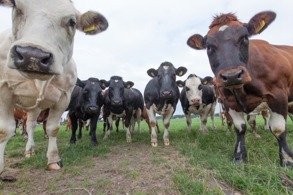 No, it's not your imagination. These cows are judging you for eating them.