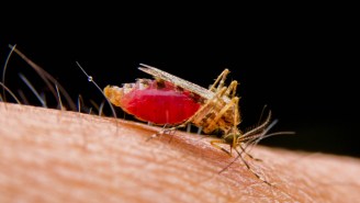Constantly Dickish Mosquitoes May Have Unlocked The Cure For Cancer