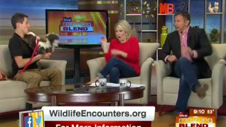 Enjoy This Animal Handler’s Excellent Skunk Prank On This Morning News Crew