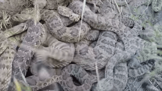 NOPE: Here’s What It Looks Like When A GoPro Drops In A Rattlesnake Pit