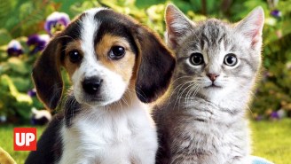 Revisiting The Scientific Proof That Dogs And Cats Are Capable Of Love