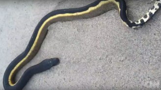 Thanks To El Niño, Poisonous Sea Snakes Are Washing Up On California’s Beaches