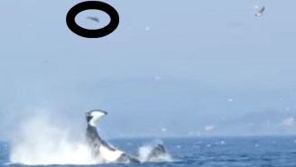 Let’s Watch A Killer Whale Punt A Seal 80 Feet In The Air