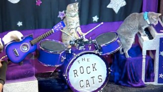 Watch A Bunch Of Trained, Rock Band-Playing Cats Perform For Stephen Colbert