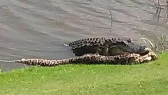 An Alligator And A Python Duked It Out In A Brutal Battle For The Ages