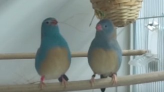 The Gene Kelly Of Birds Has A Fancy Tap-Dance To Impress A Mate