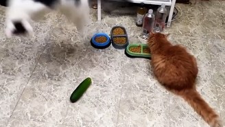 Here’s Why You Should Stop Scaring Your Cats With Cucumbers