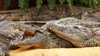 Indonesia Is Planning To Use Crocodiles As Prison Guards For The Most Practical Of Reasons
