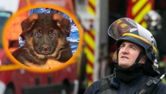 Russia Sent France A Puppy To Replace The Fallen Police Dog Lost In A Terrorist Raid