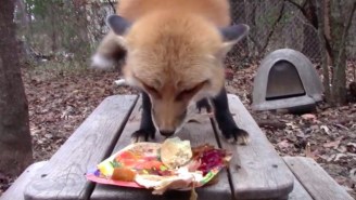 Watch This Fox Be Truly Grateful For His Thanksgiving Dinner