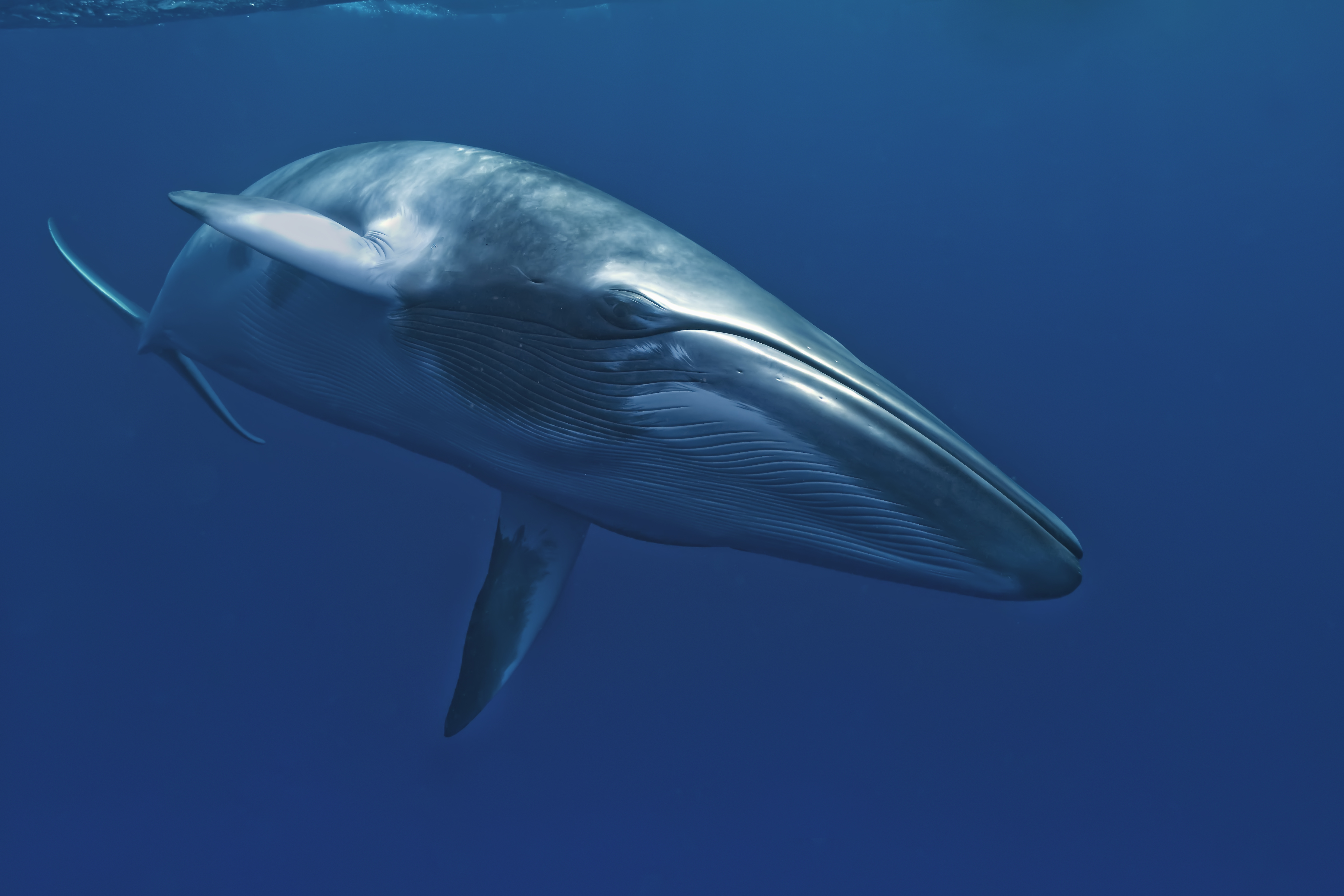 Малый полосатик. Малый полосатик Balaenoptera acutorostrata. Сейвал и Финвал. Полосатик Финвал. Сейвал (ивасевый кит).