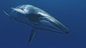 Understanding The Japanese Whale Hunt And What It Means For Antarctic Minke Whales