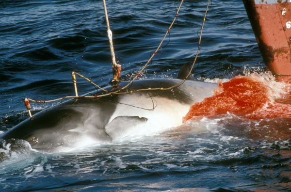 Japanese whaling in Northern Ross Sea Antarctica. Harpooned minke whale 1989