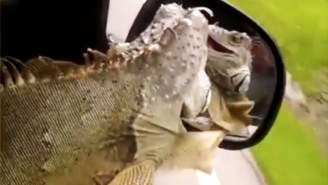 This Iguana Joyfully Riding Shotgun With His Head Out The Window Like A Dog Is Having The Time Of His Life!