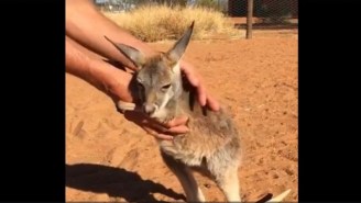 Tiny Kangaroos Are Giving Out Hugs In Australia