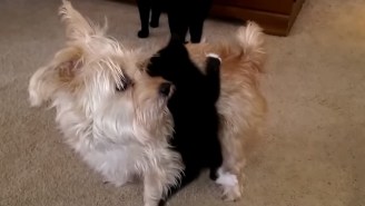 This Little Dog Does Not Just Give Out Free Piggyback Rides To Tiny Kittens