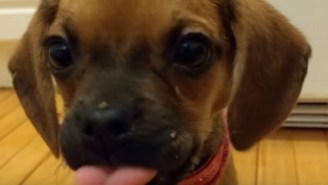 When A Tiny Puppy Discovers Peanut Butter For The First Time, An Angel Gets Its Wings