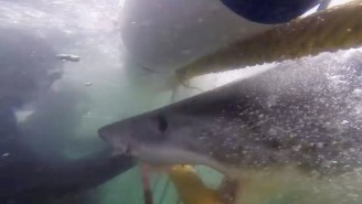 This Close Call With A Great White Shark Will Make You Think Twice About Going Back In The Water