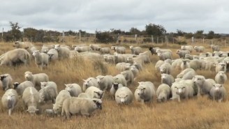 How A Bunch Of Flatulent Sheep Forced A Plane To Make An Emergency Landing