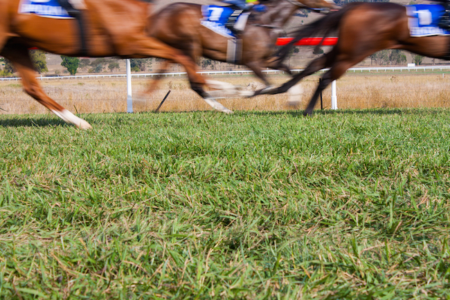 horse race